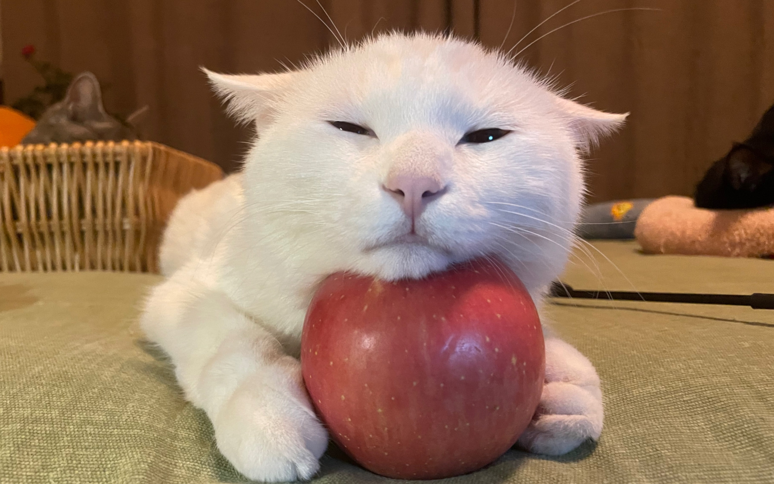 我叫壮壮,一只超乖的小猫咪