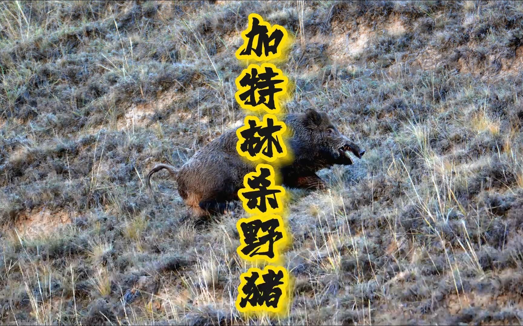 老美直接硬核加特林扫射野猪,看着极度舒服
