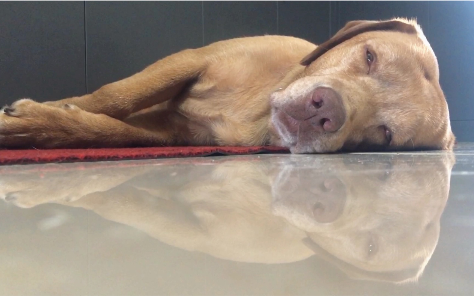 睁着眼睛睡觉怪瘆人的