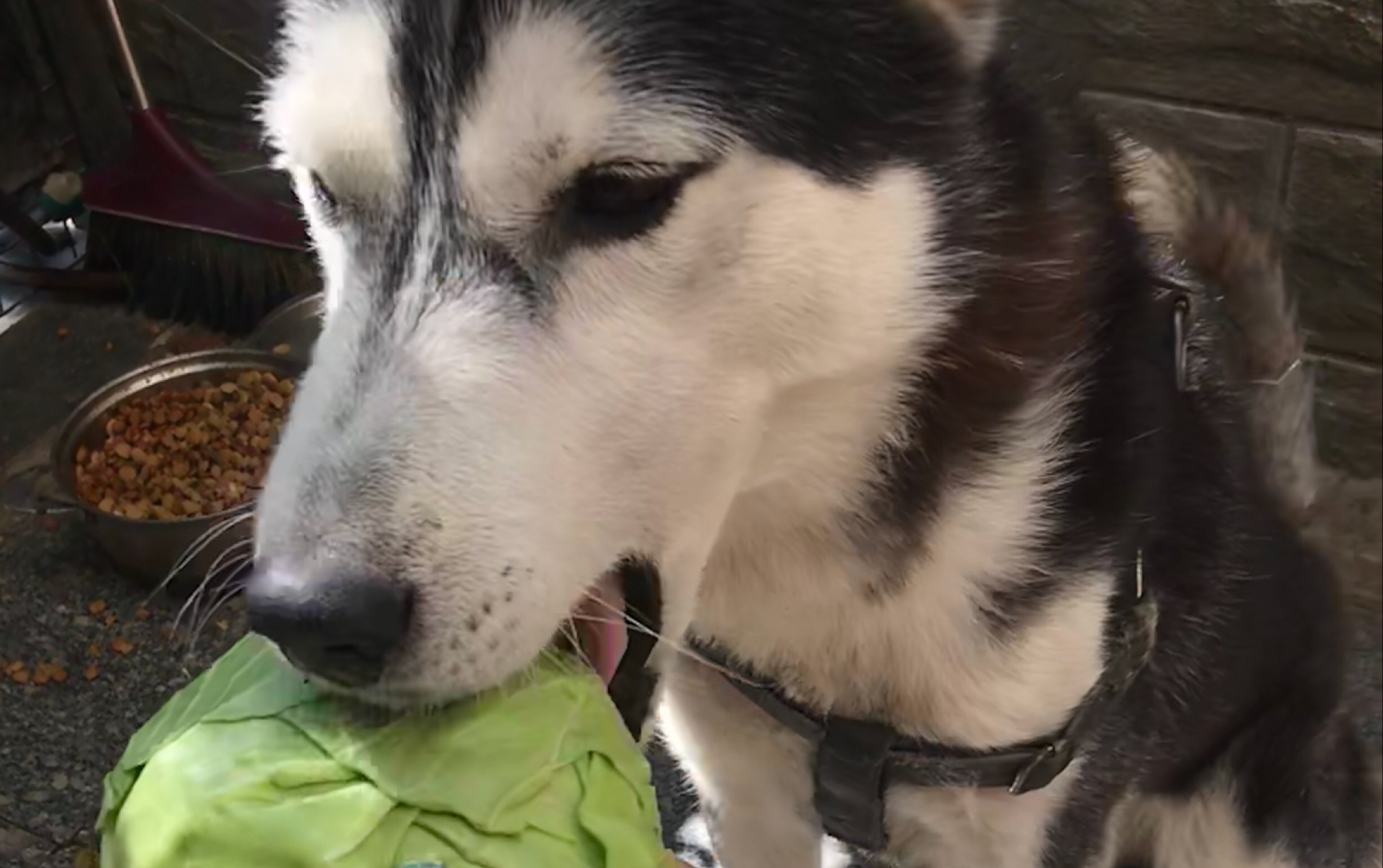 哈士奇 吃洋白菜