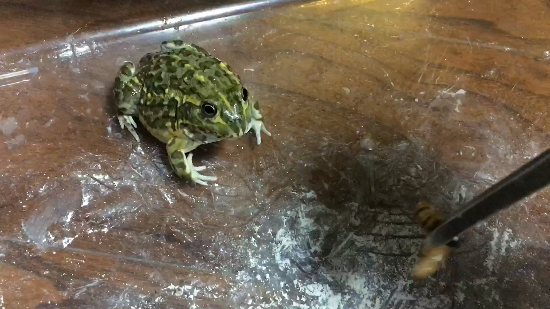 【非洲牛蛙】肥牛喂食,小时候绿油油大眼睛多可爱