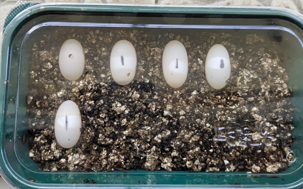 剃刀龟捡蛋始末