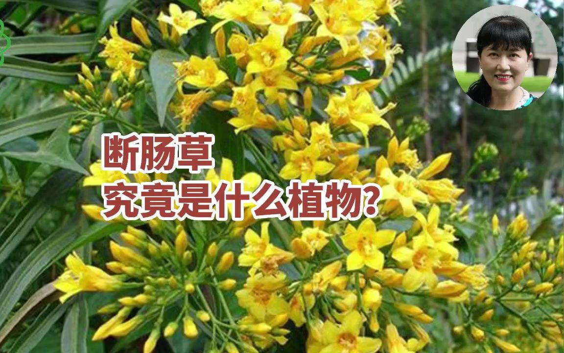 断肠草究竟是什么植物?哔哩哔哩bilibili