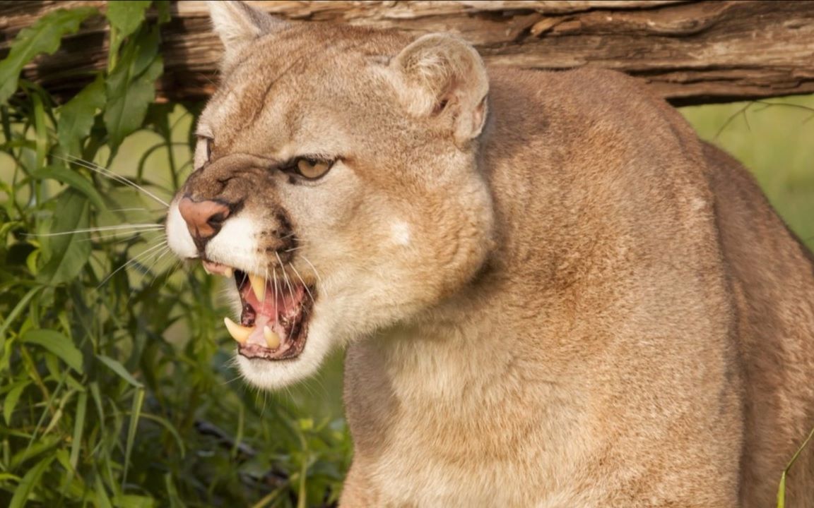 当动物的吼叫换成人 [开眼eyepetizer-170506期]