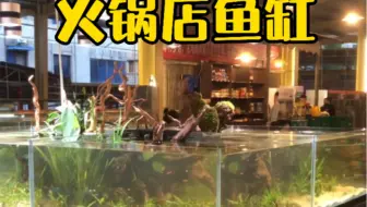 火锅店鱼缸 吃着火锅 唱着歌 赏赏鱼