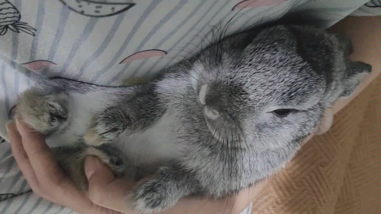 【兔兔肥肥】弱小且无辜