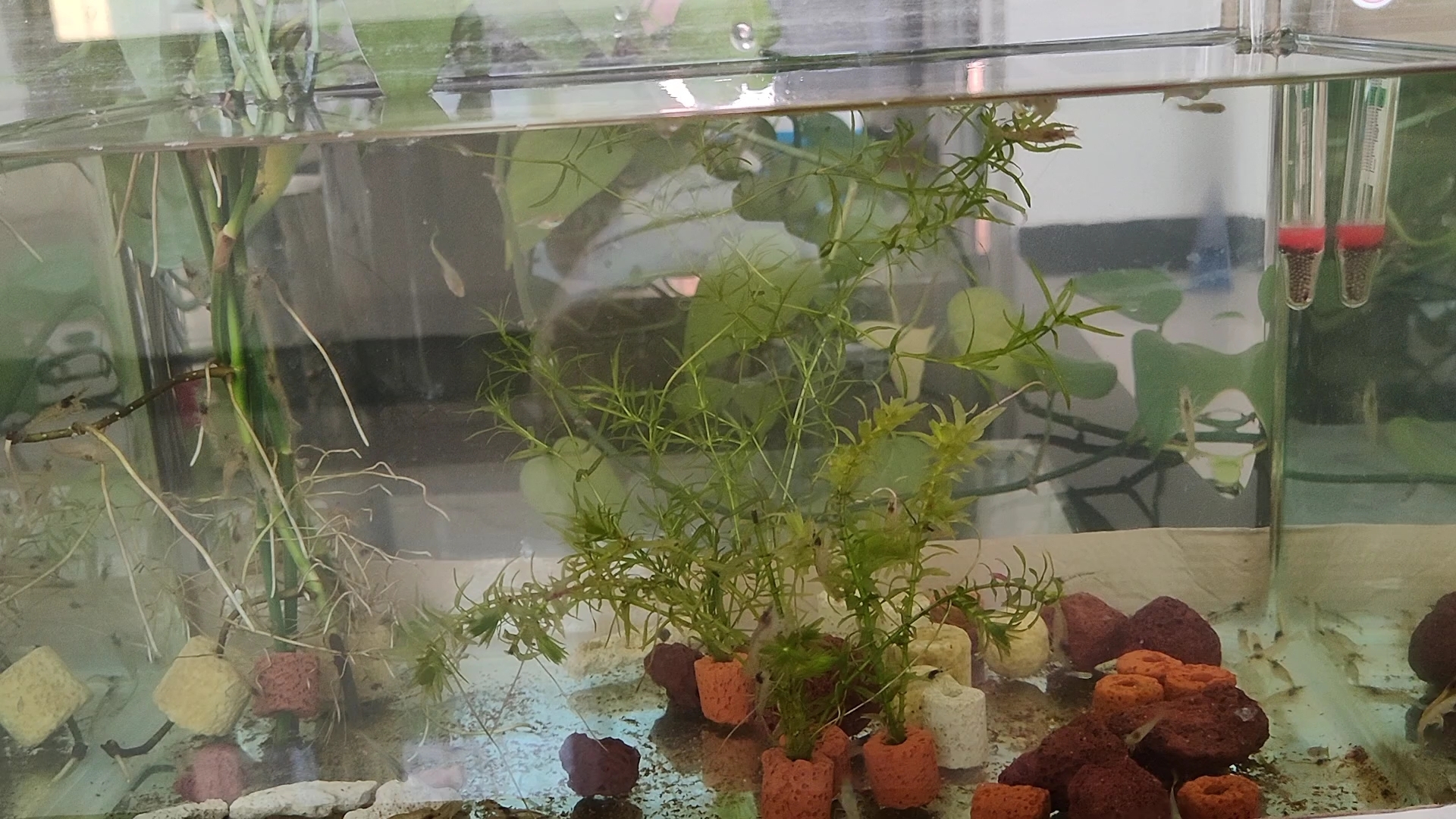 黑壳虾名不虚传啊,一晚上缸里褐藻全没了