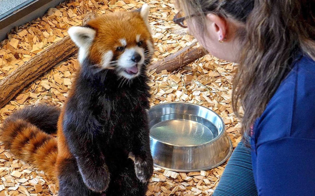 小熊猫可以当宠物吗图片