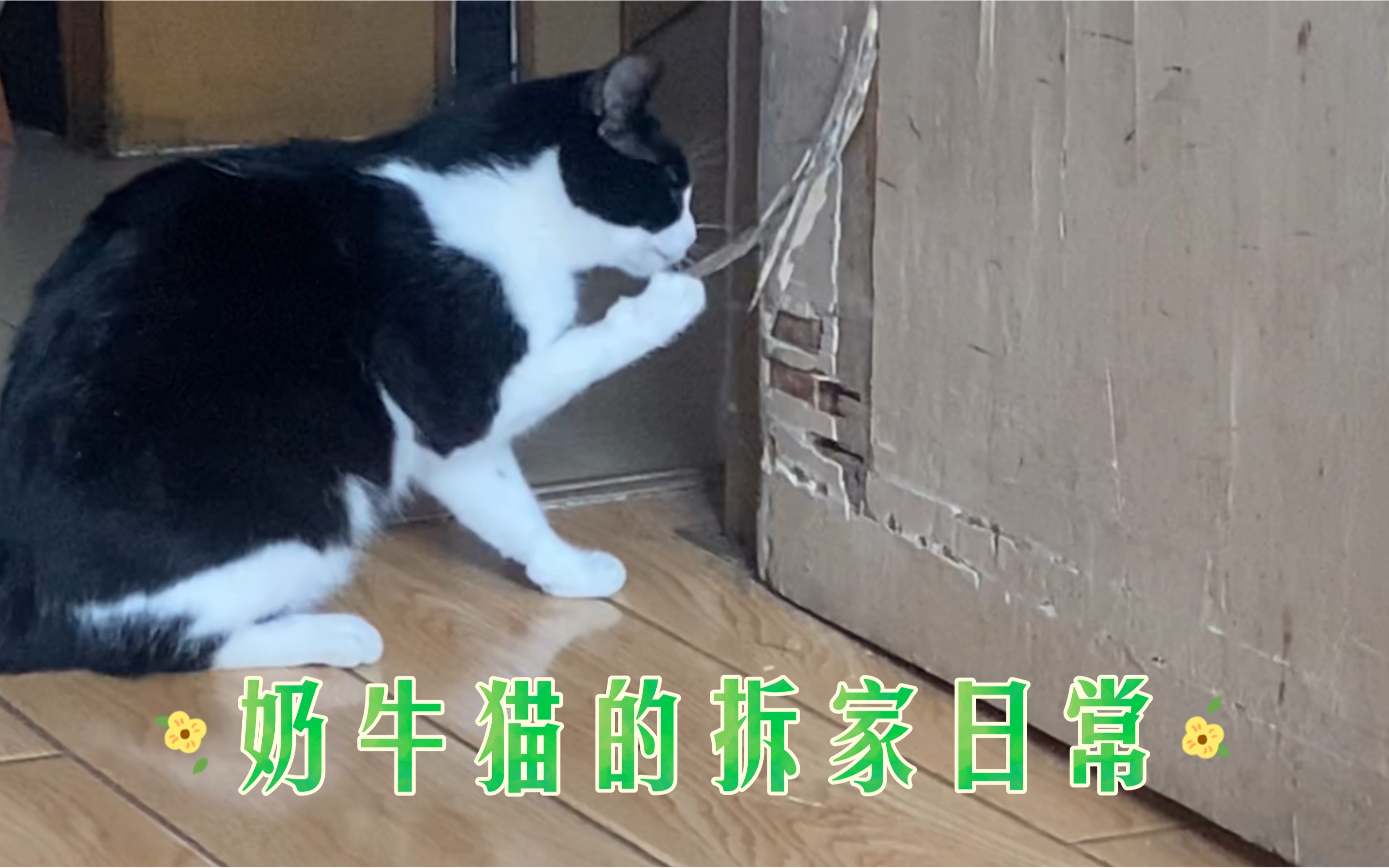 《论流浪奶牛猫带回家的这半年发生了什么》哔哩哔哩bilibili