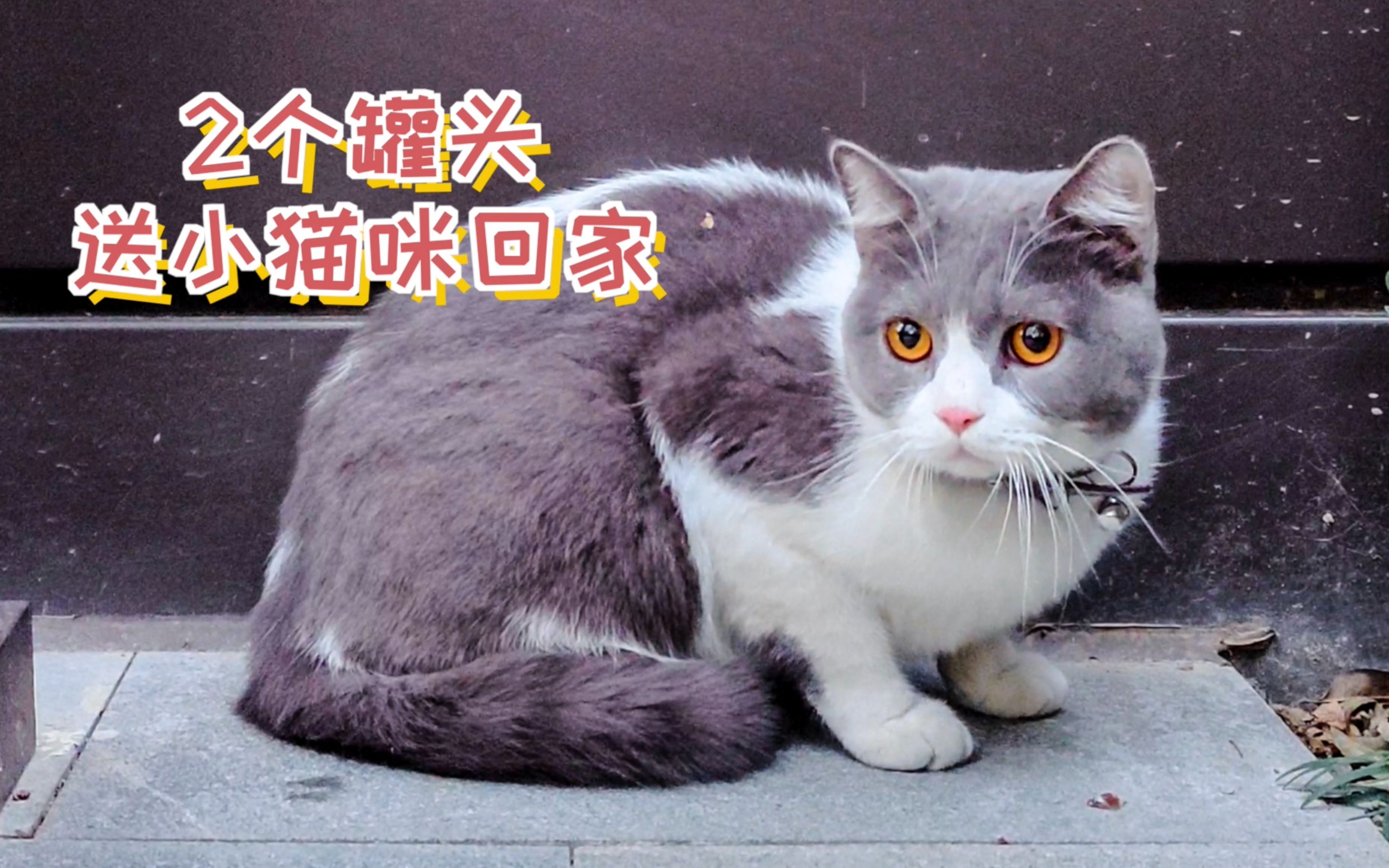 小猫咪找不到家,我用2个罐头送它回家哔哩哔哩bilibili