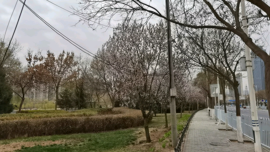 [图]2022年春 家门口左拐的风景 兰州黄河风情线大景区 走花路 原声