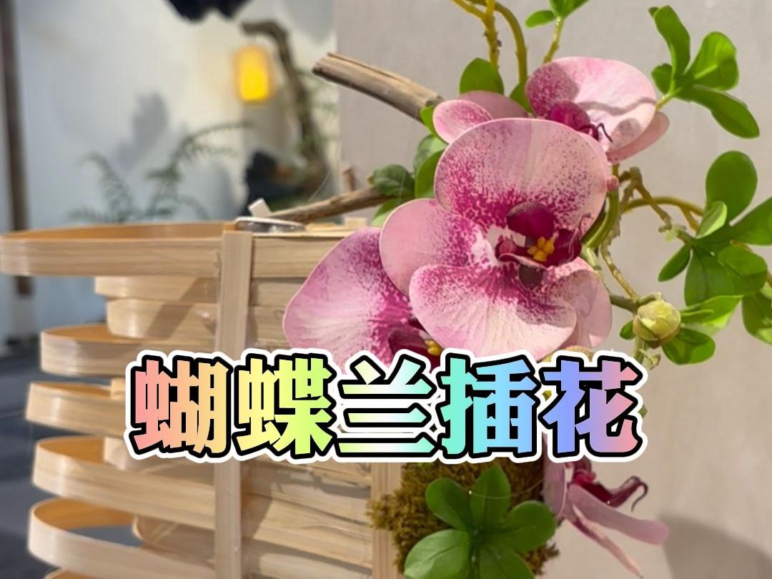 蝴蝶兰插花哔哩哔哩bilibili