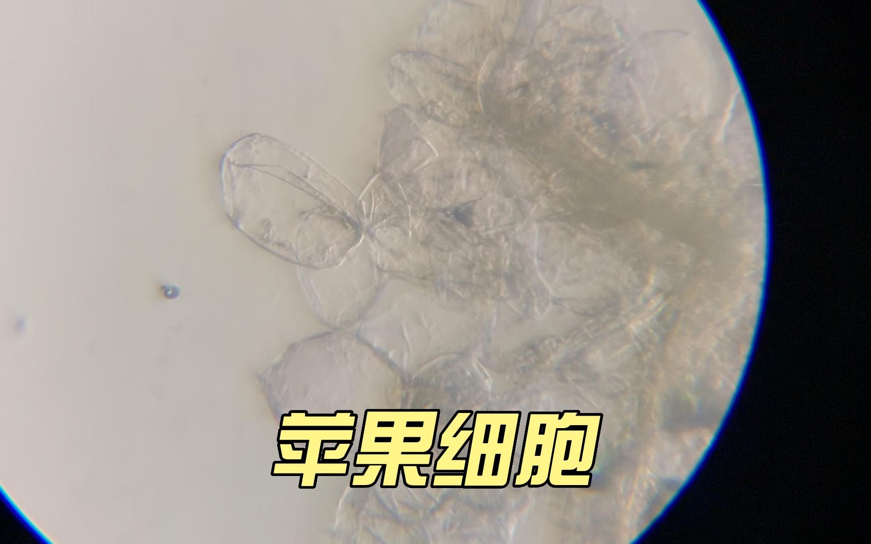 苹果细胞观察
