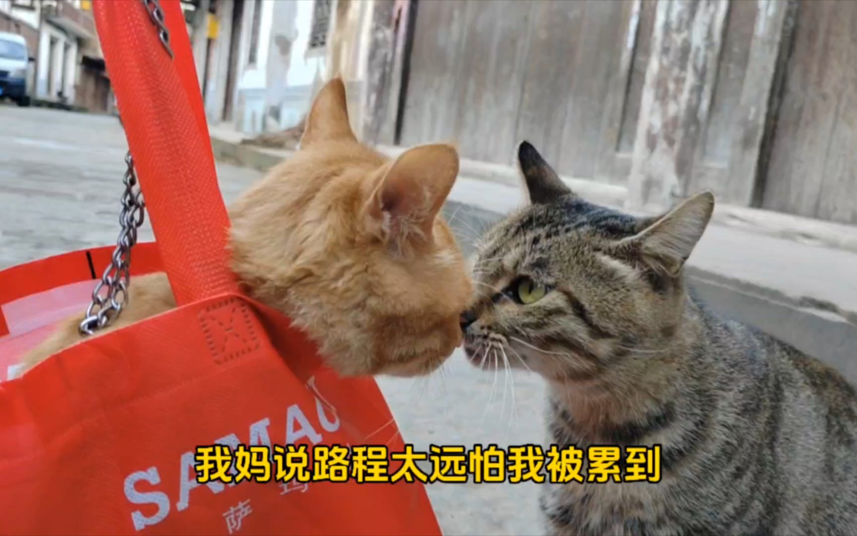 [图]快看，是个妈宝猫！