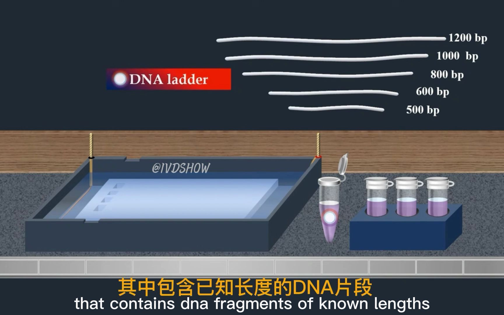 什么是琼脂糖凝胶电泳?它是如何将分子筛选出来,并通过电泳的观察到的!哔哩哔哩bilibili