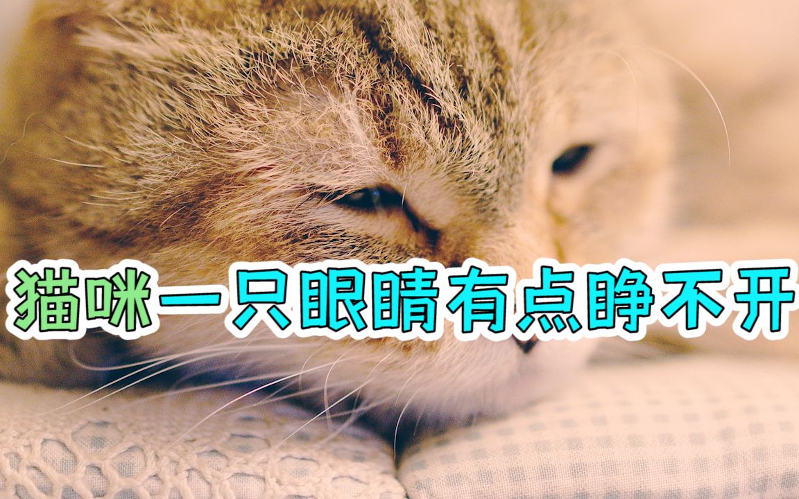 猫咪一只眼睛有点睁不开哔哩哔哩bilibili