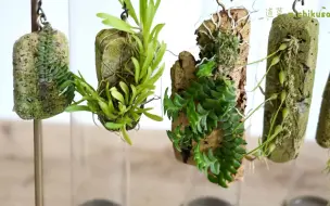 Tải video: 如何种植附生植物