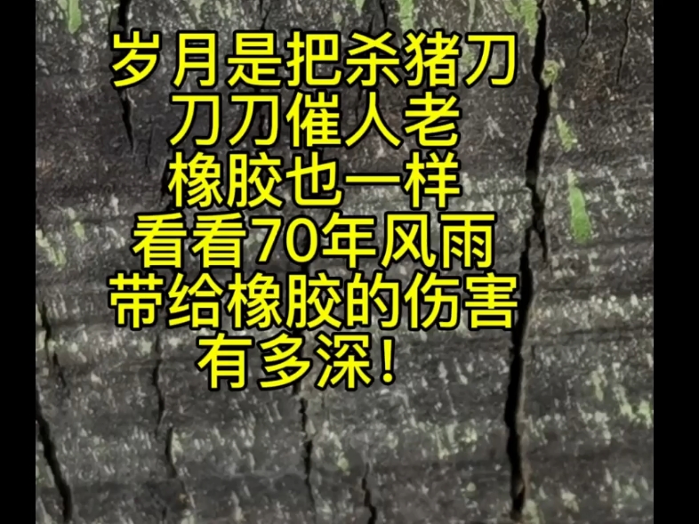 岁月是把杀猪刀,刀刀催人老!橡胶也一样!看看70年风雨,带给橡胶的伤害有多深!#天然橡胶#橡胶老化#橡胶防护蜡#橡胶配方哔哩哔哩bilibili