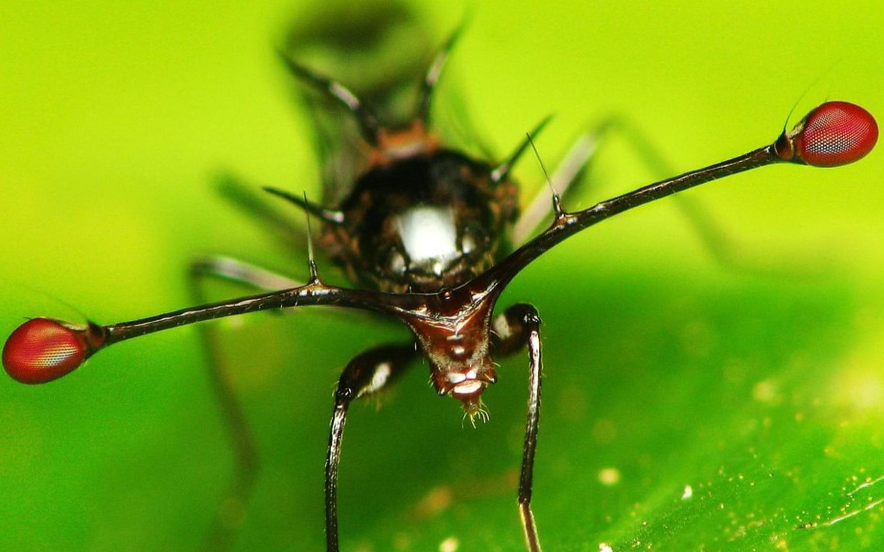 棒眼蝇:把眼睛梳成双马尾的苍蝇