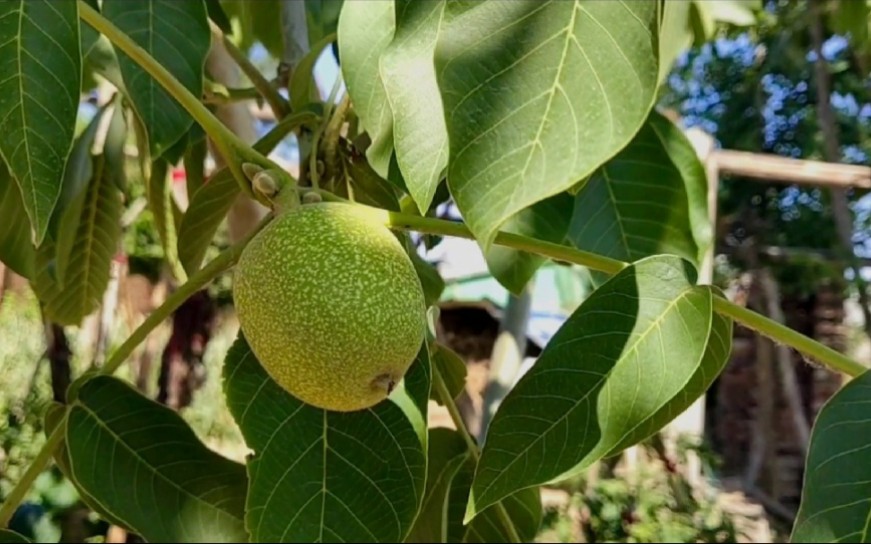 [图]夏日田园杂兴其二