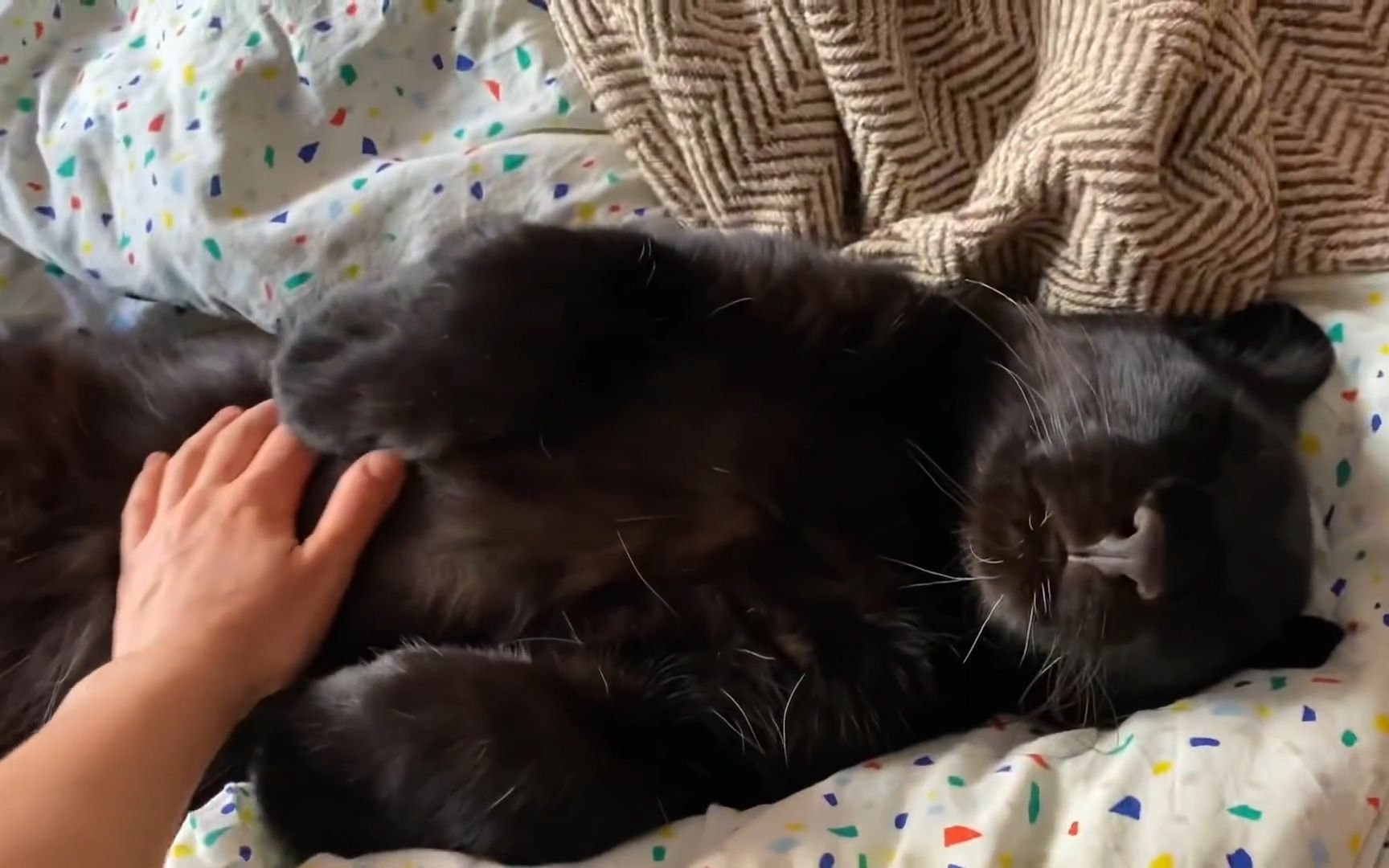 【黑豹露娜】撸豹了!太爽了!