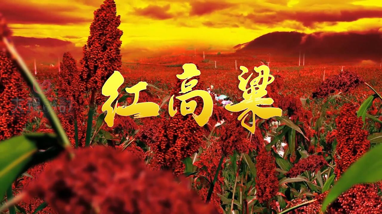 朗诵《红高粱》演讲音乐背景视频素材画面