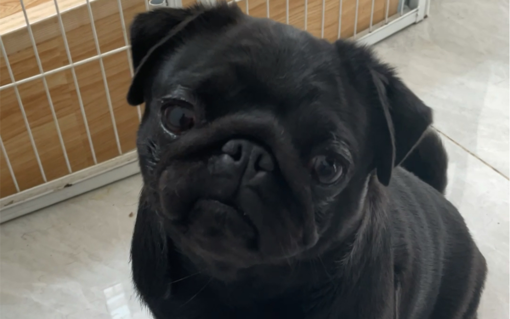 你见过巴哥犬撇嘴嘛