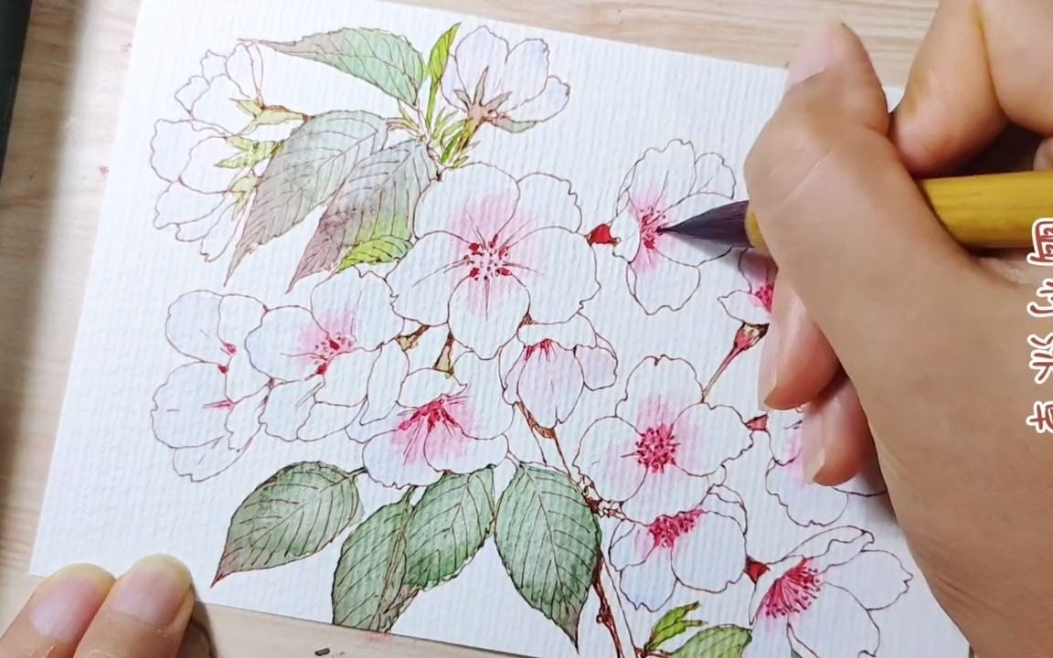 绘画过程 樱花上色_哔哩哔哩_bilibili