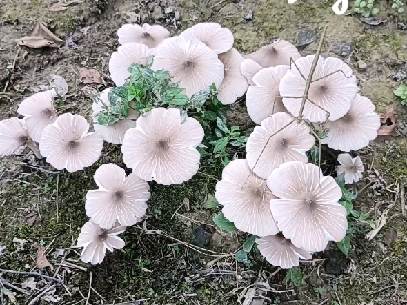 这一堆蘑菇是不是鸡纵呀?没摘只拍了图片.害怕中毒.哔哩哔哩bilibili