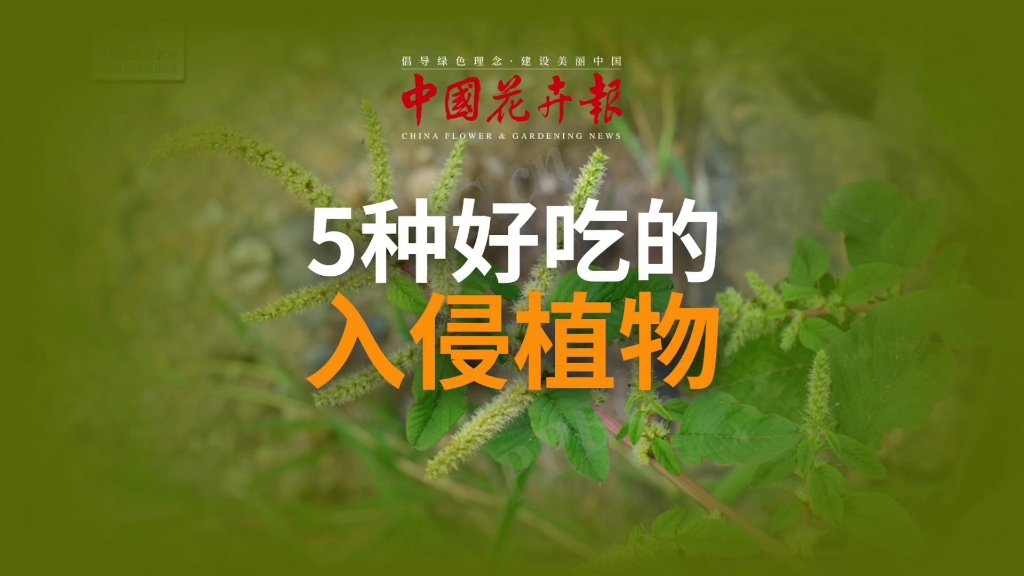 5种好吃的入侵植物#中国花卉报#颖想#外来入侵物种#外来入侵植物#反枝苋#刺苋#水葫芦#凤眼莲#落葵薯#钻叶紫菀哔哩哔哩bilibili