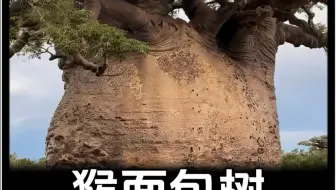 猴面包树寿命长达5000年，能吃能喝又能住，引进中国后怎么样了？