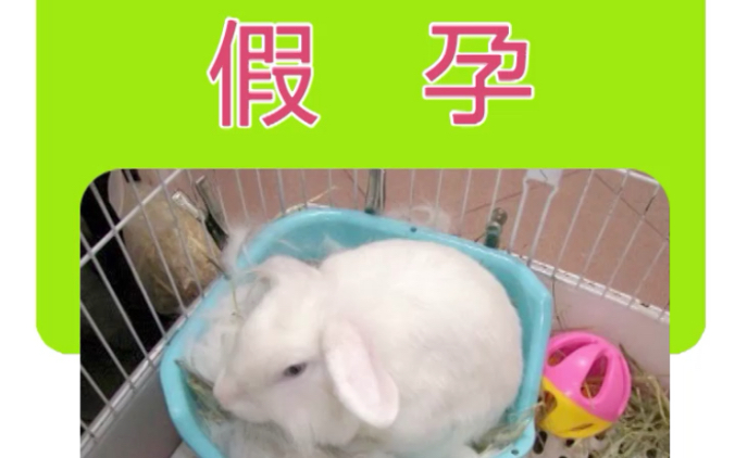 宠物兔的假孕