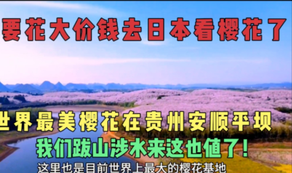 不要去日本看樱花了,贵州安顺平坝樱花,70万株樱花盛开太壮观了哔哩哔哩bilibili