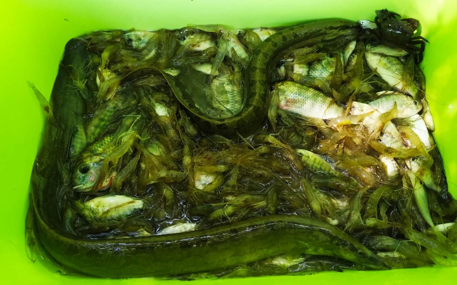 中华棘鳅食用价值高有补虚养颜的功效还有人体必需的脂肪酸