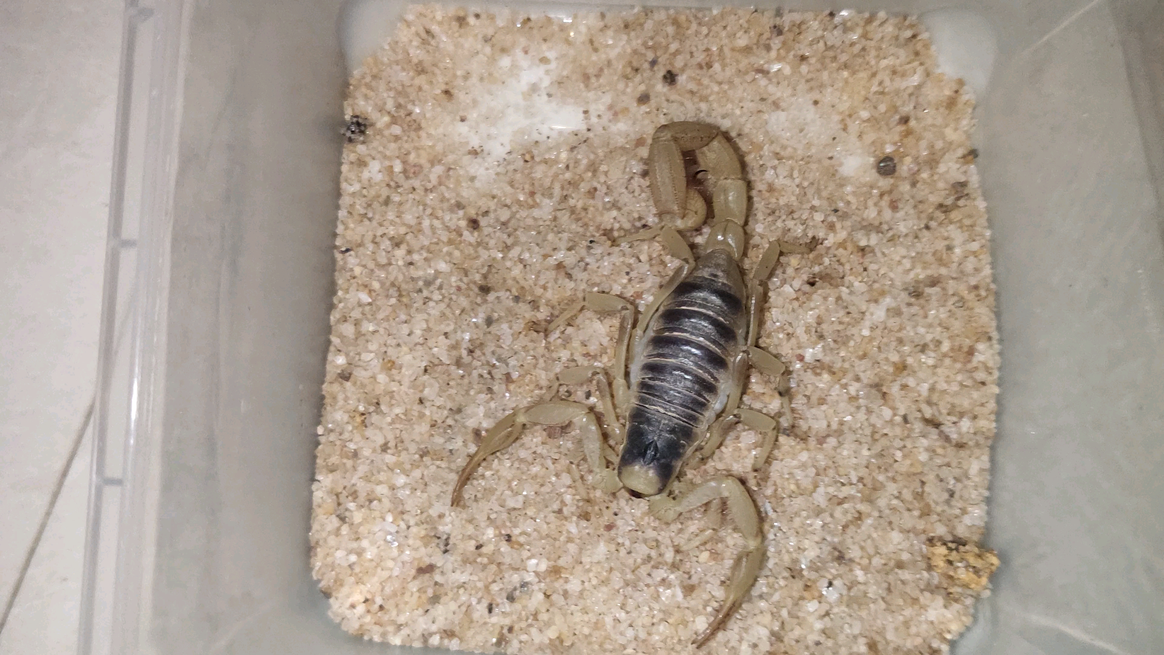 巨毛蝎捕食(失败)