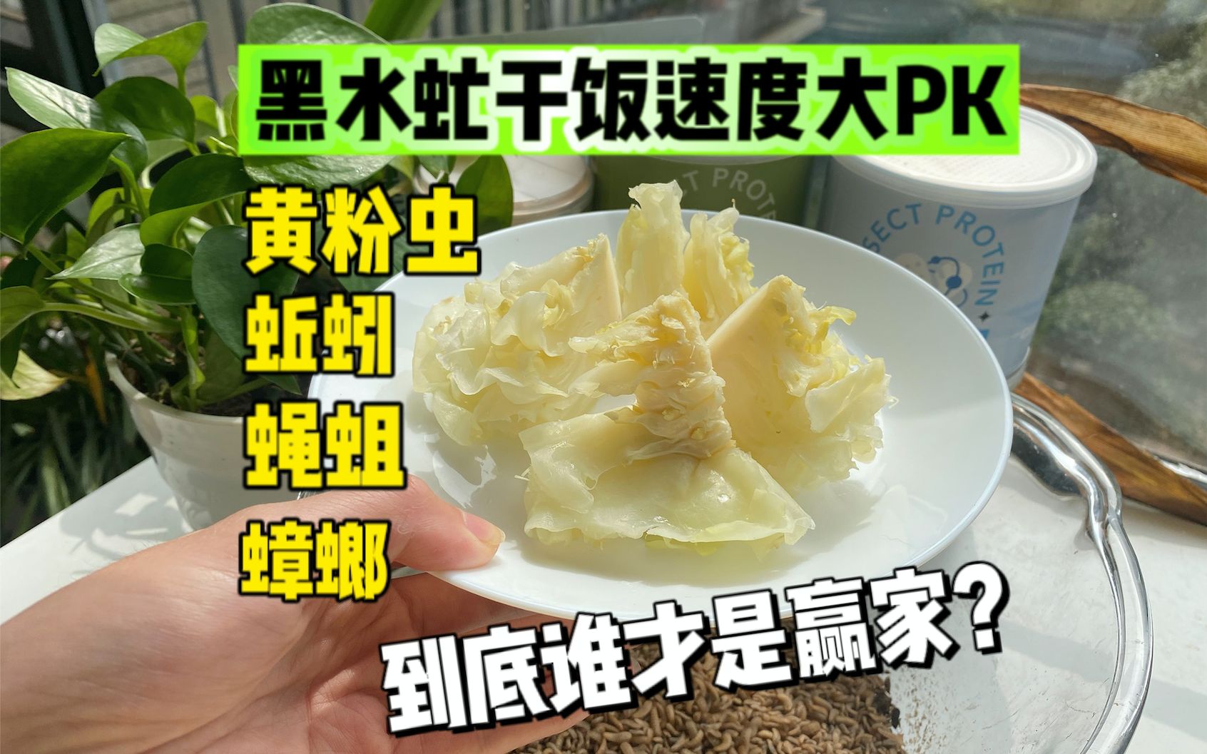 【全网首篇】揭秘 5种常见昆虫的处理厨余速度,黑水虻真的是最厉害的吗?哔哩哔哩bilibili