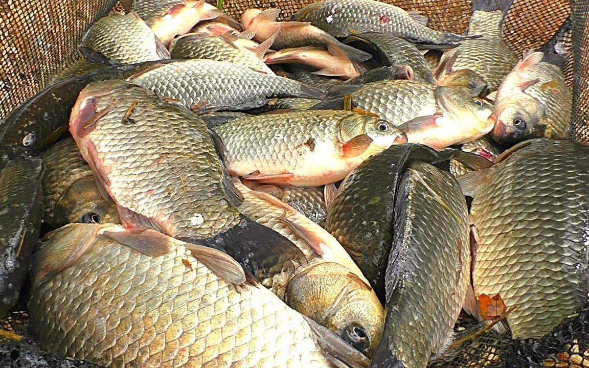 (up自译中文字幕)俄罗斯小伙野河边手竿狂甩鲫鱼