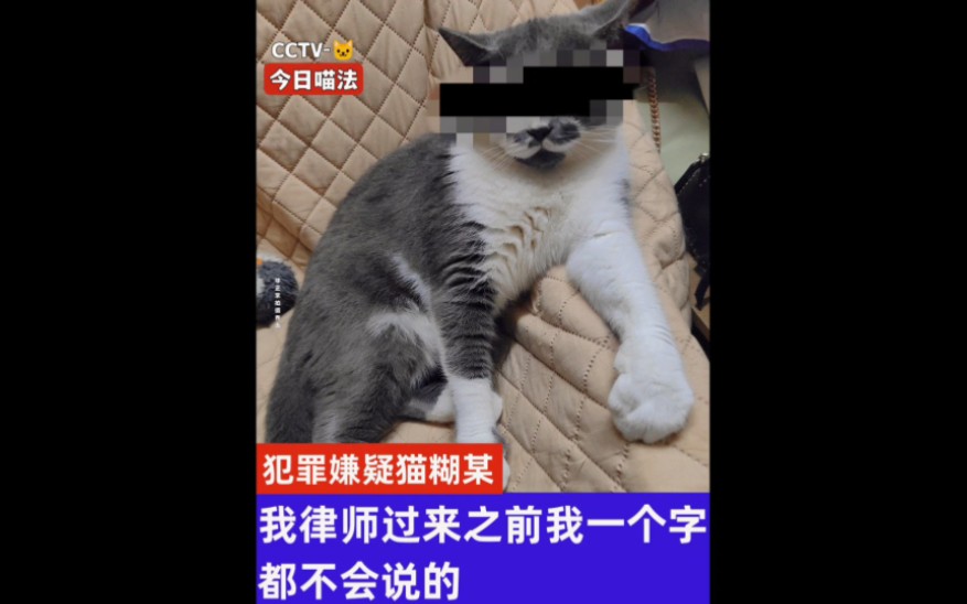 [图]【今日喵法】犯罪嫌疑猫糊某已被锁定