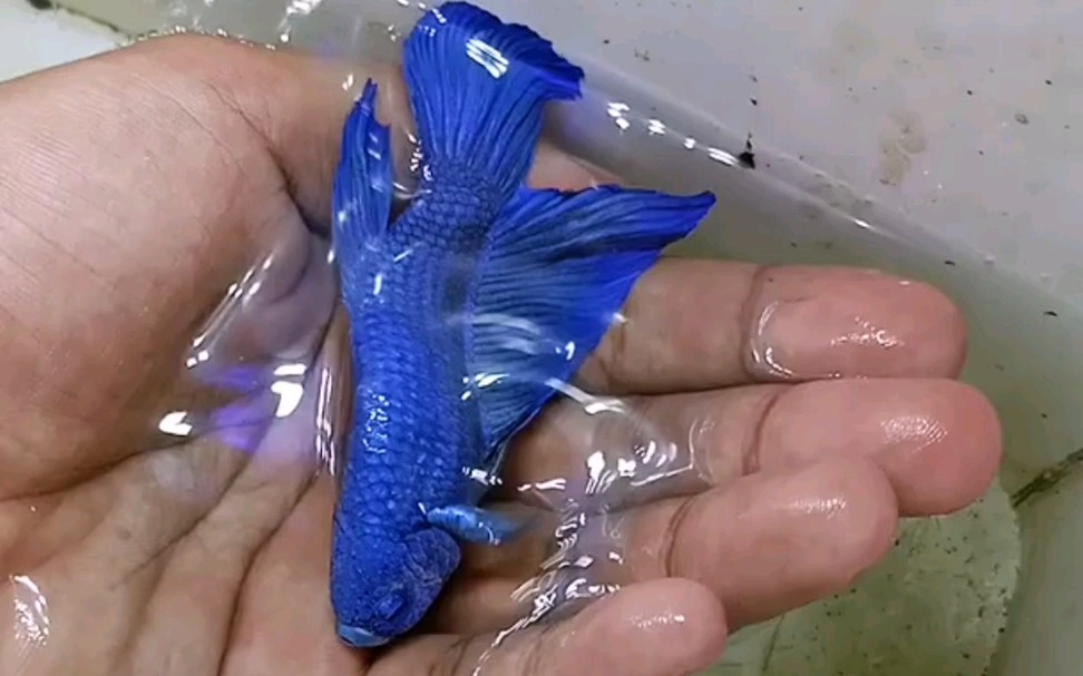 这才是蓝宝石巨斗该有的体型