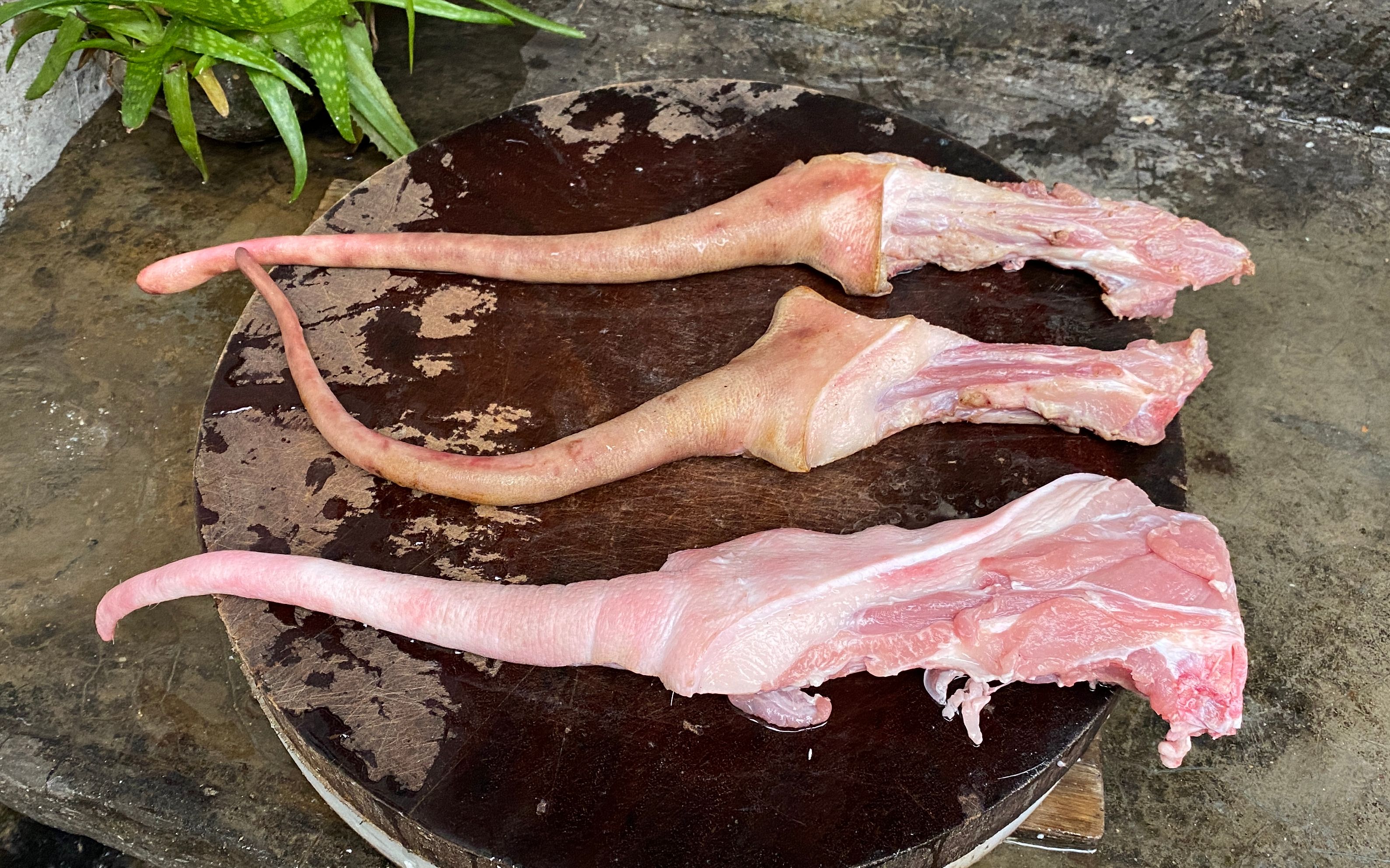 吃了半辈子的猪尾巴,头一次见这种新鲜做法,真是高手在民间_哔哩哔哩