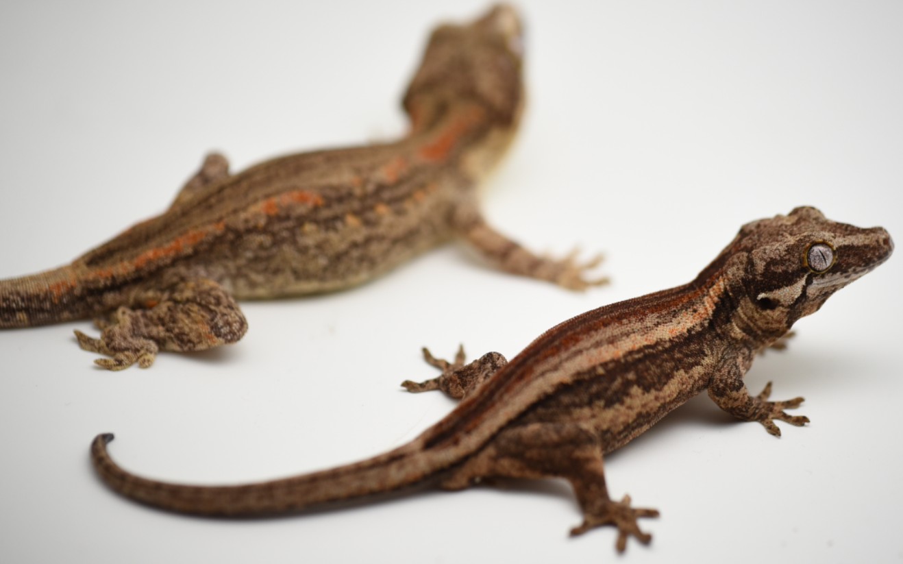 【盖勾亚守宫】与蟋蟀的"共处"