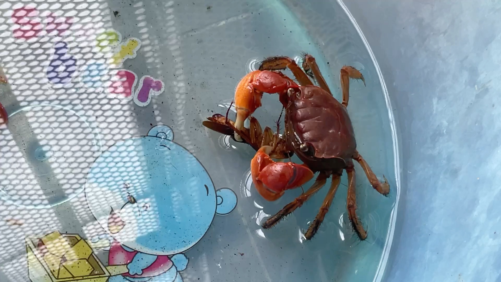 (捕食展示)中型仿相手蟹捕食褐斑大蠊