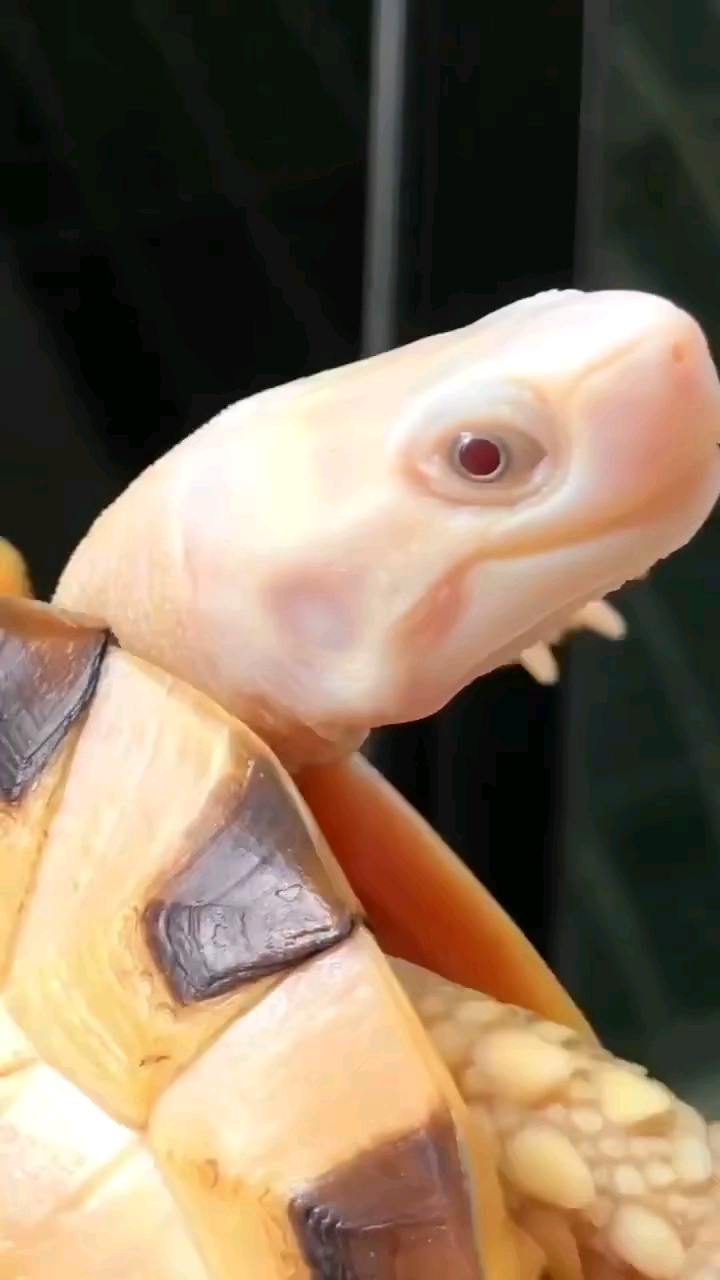 白头佬_哔哩哔哩_bilibili