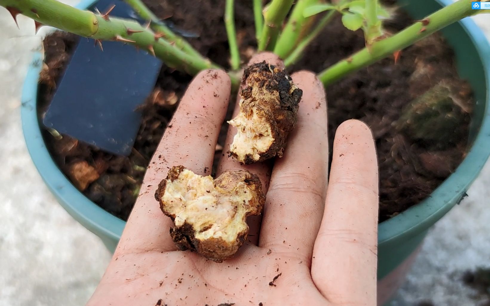 月季根瘤持续恶化,又新发现三颗,大家有好的治疗方案分享么?