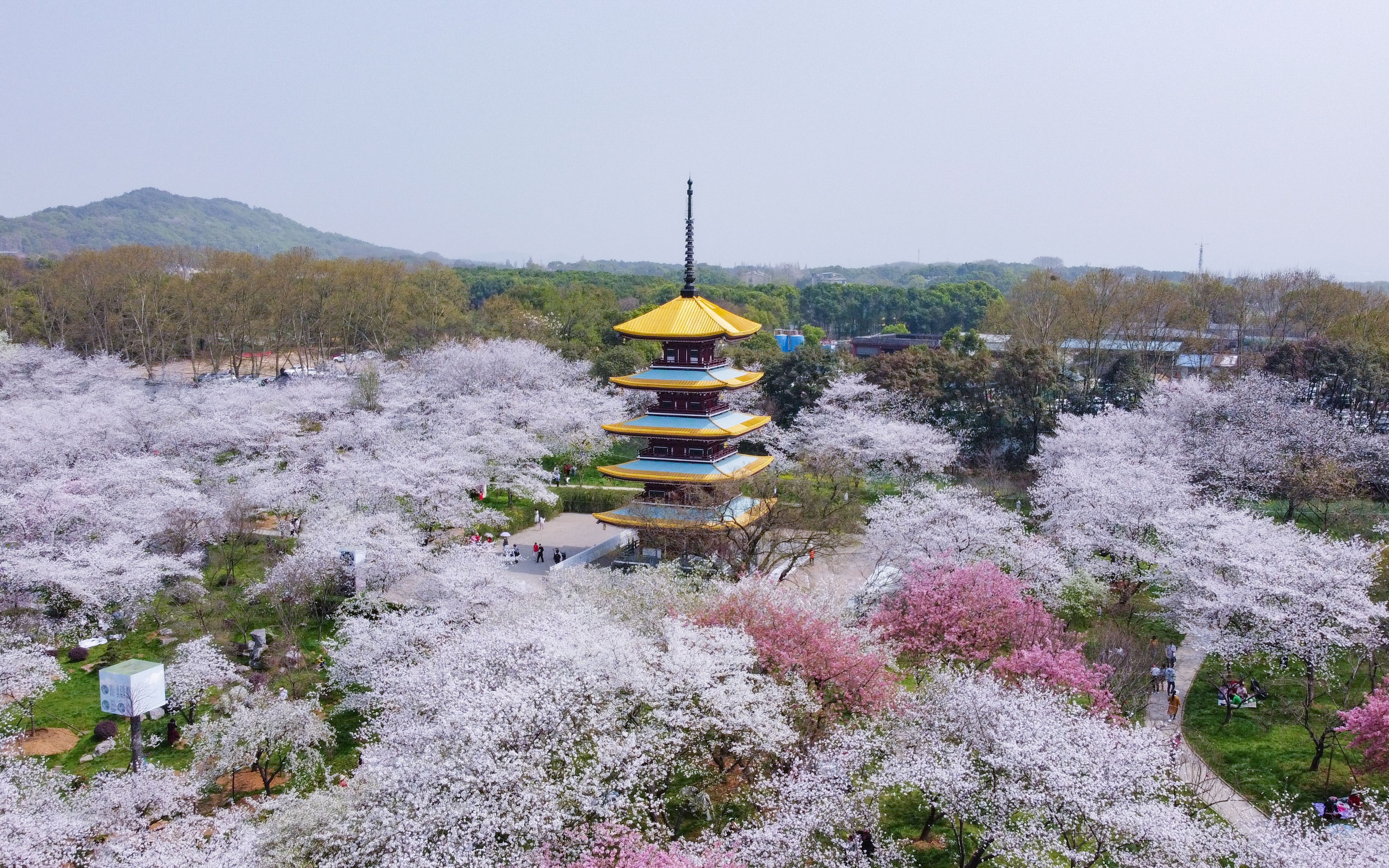 【航拍】春风骀荡,万木争荣,带你看东湖樱花