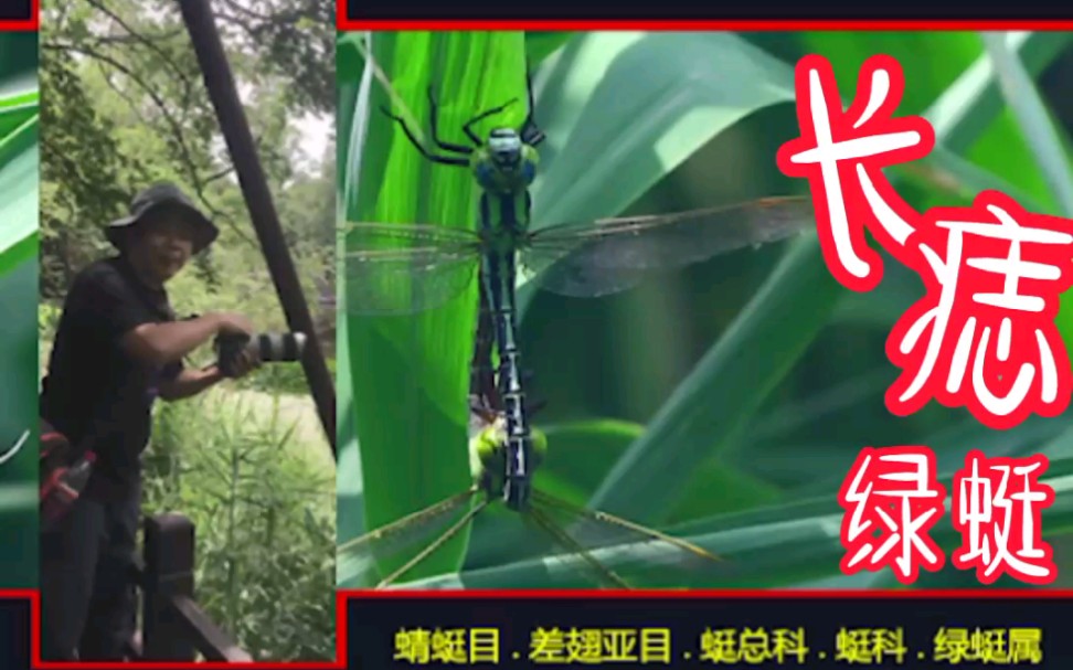 025【长痣绿蜓·雌雄】交尾镜头绝佳记录【北京蜻蜓目】_哔哩哔哩