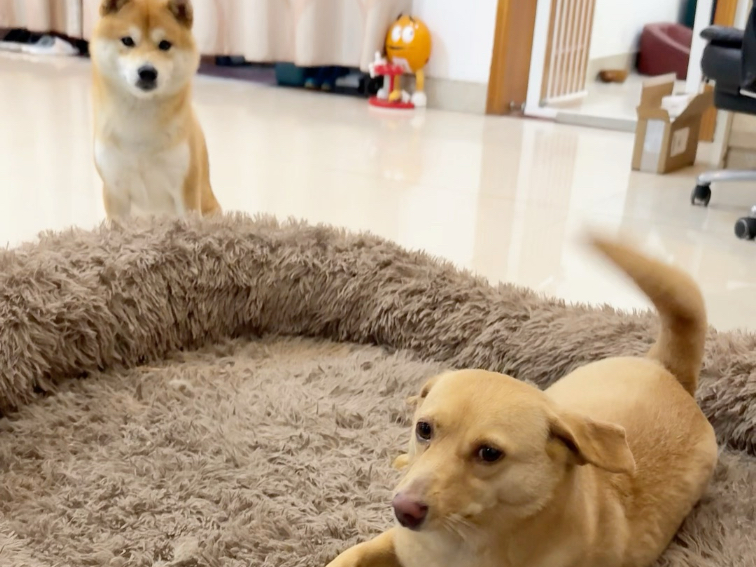 又在小发雷霆了…