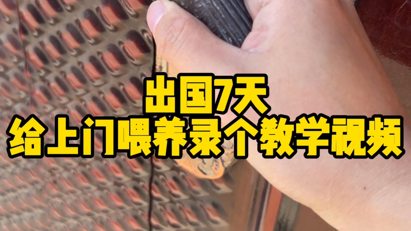 出国7天 上门喂养