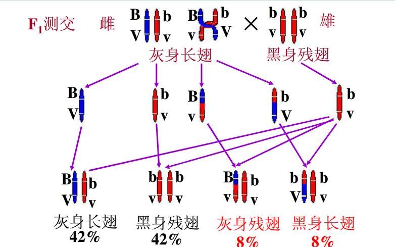 基因连锁交换定律教学视频(首次尝试请多多指正)_哔哩哔哩_bilibili