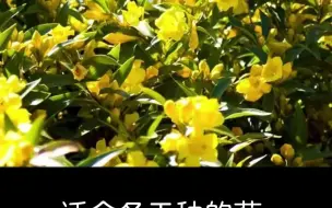 Download Video: 法国香水茉莉，适合冬天的耐寒藤本植物，一颗就能开满墙